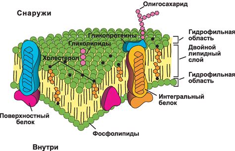 Роль клеточной мембраны в обмене веществ