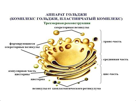 Роль комплекса Гольджи в биосинтезе и транспорте веществ