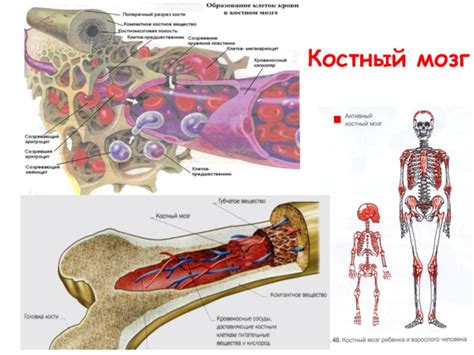 Роль костного мозга в организме