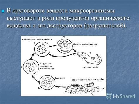 Роль микроорганизмов во влагалище