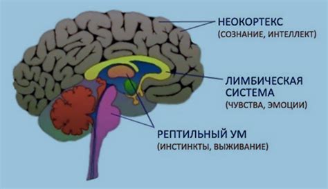 Роль мозговых полушарий