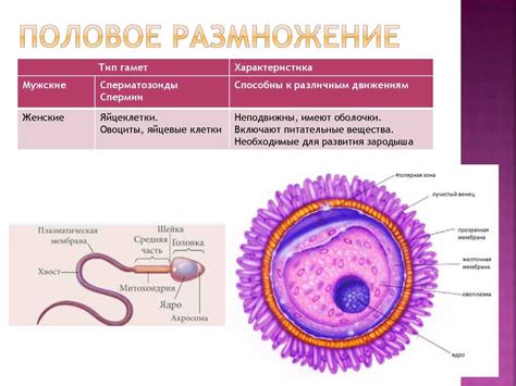 Роль петуха в развитии яйцеклетки