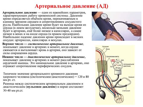 Роль пульса и артериального давления