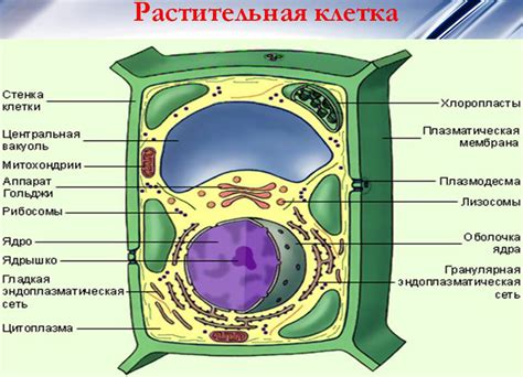 Роль способности растительной клетки в экологических процессах