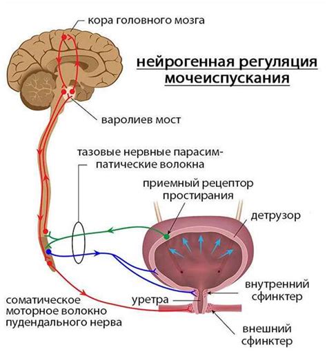 Роль стресса в развитии болезней щитовидной железы