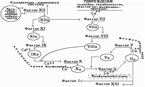 Роль фактора свертывания