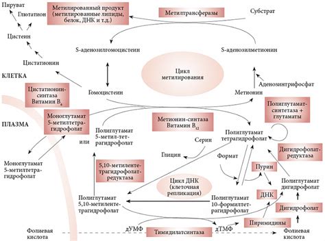 Роль фолиевой кислоты в организме