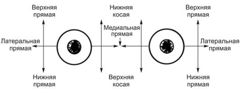 Роль эмоционального состояния в зрительной системе