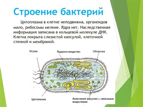 Роль ядра в жизненных процессах бактерий