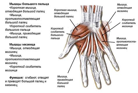 Рука и спина: соблюдение анатомии тела