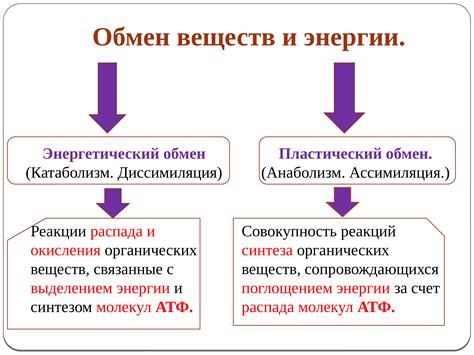 Ряженка и обмен веществ