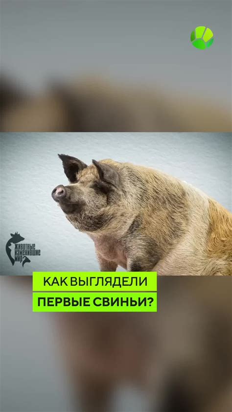 Свиньи и первые следы вина