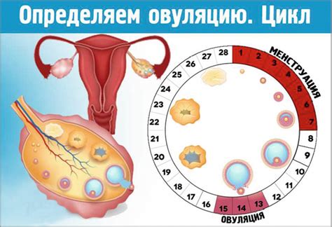 Связь овуляции с изменениями настроения