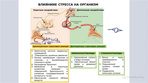 Связь стресса с развитием гипотиреоза