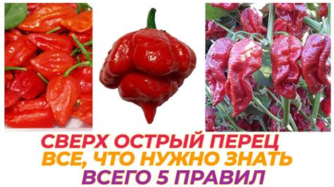 Секреты безопасного употребления перца