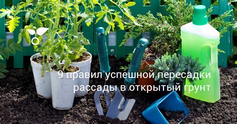 Секреты успешной пересадки осенью