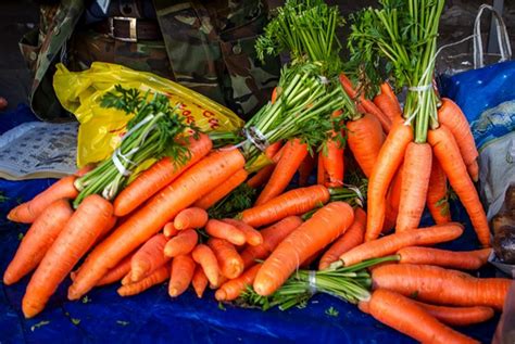 Секреты успешной пересадки разреженной моркови