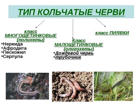 Символическое значение червей в ранах в разных культурах