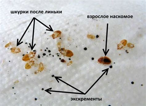 Симптомы наличия клопов в поролоне