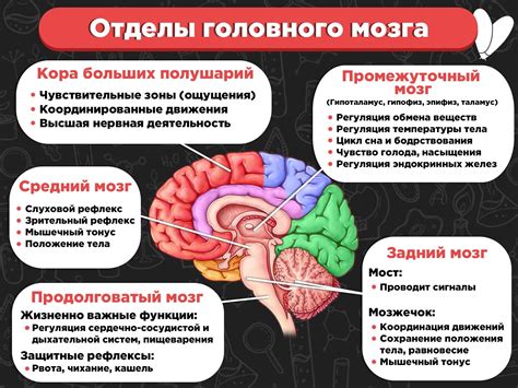 Симптомы усталости мозга и их влияние на поведение человека