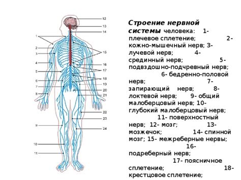 Система нервных окончаний