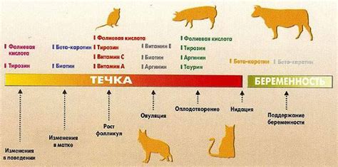 Сколько месяцев должно пройти до первой течки у хаски