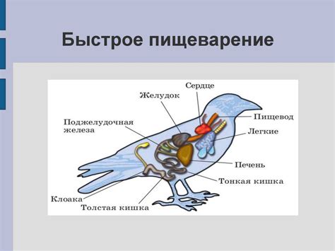 Слишком быстрое пищеварение