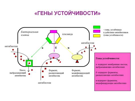 Снижение антибиотикорезистентности