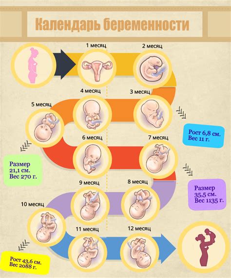 Сновидения о беременности и прогнозы на будущее