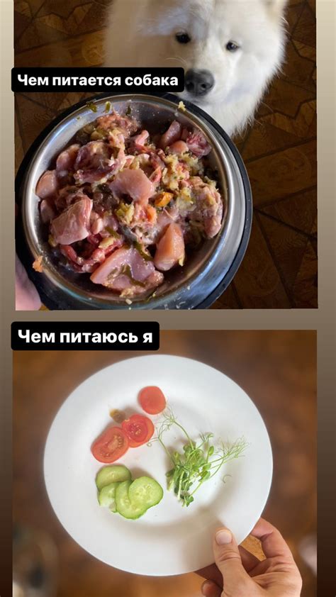 Собака и правильное питание