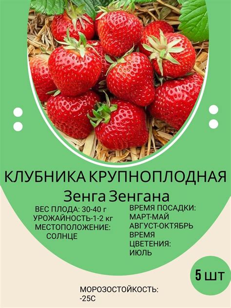 Советы и рекомендации по посадке клубники в октябре