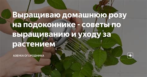 Советы по уходу за растением