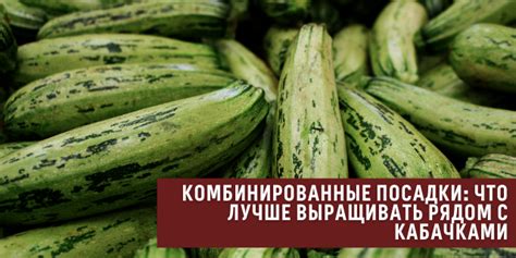 Совместимые культуры для соседней посадки с кабачками и морковью