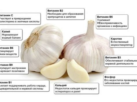 Состав чеснока и его полезные свойства