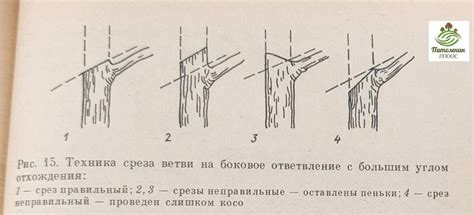 Специфика обрезки молодых катальп