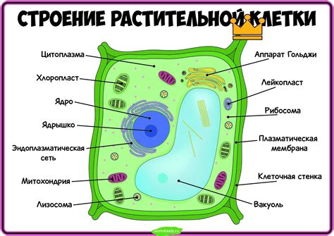 Способность растительной клетки к фагоцитозу и пиноцитозу