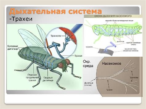 Способы дыхания у насекомых