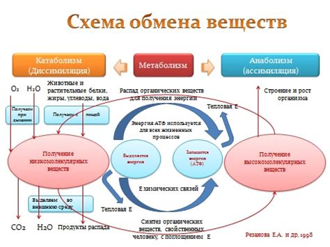 Стимулирует обменные процессы и ускоряет обмен веществ