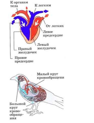 Строение крыльев стрижей