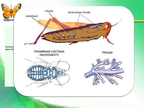 Структура дыхательной системы насекомых