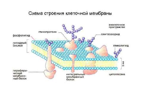 Структура клеточной мембраны бактерий