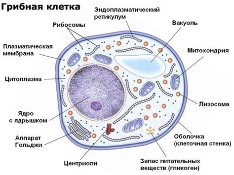 Структура клеточной оболочки грибов