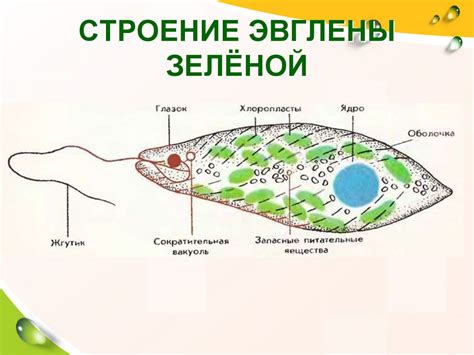 Структура эвглены зеленой