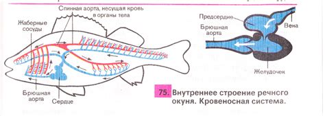 Суставная глиста и ее механизм попадания в организм рыбы