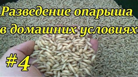 Съедобность опарышей для человека