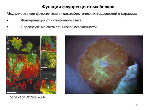 Тайны и секреты тропических флуоресцентных минералов