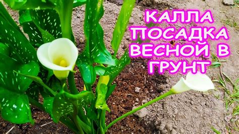 Температурный режим для роста и цветения калл в горшке