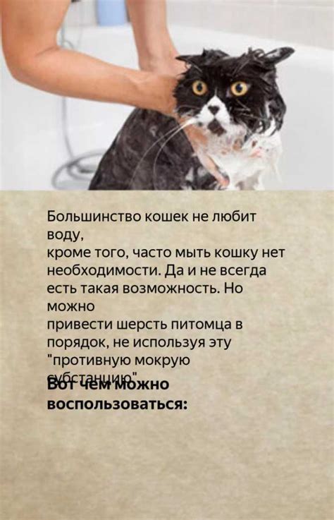 Техника мытья кота