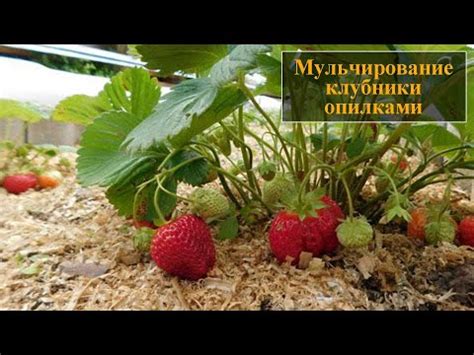 Технология мульчирования клубники еловыми опилками