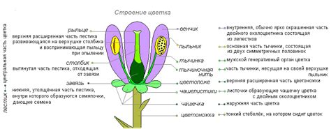 Тип цветка и его значение